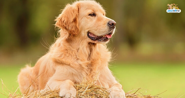 Cute Golden Retriever Dog Photos