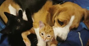 beagle and kittens