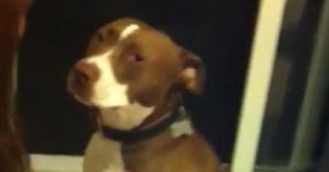 pitbull nail clippers