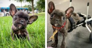star blue frenchies home